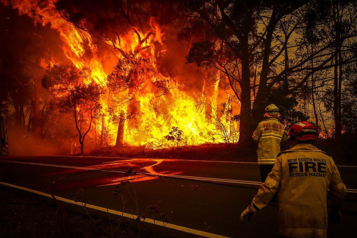 Nearly Half a Billion Animals Killed in Australia Wildfires