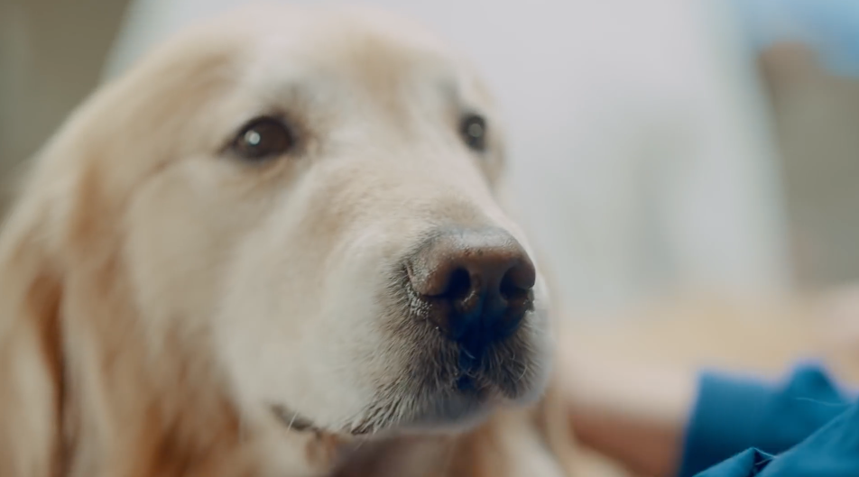 WATCH: A Man Spent  Million on Super Bowl Ad as Thanks to Vet For Saving His Dog’s Life
