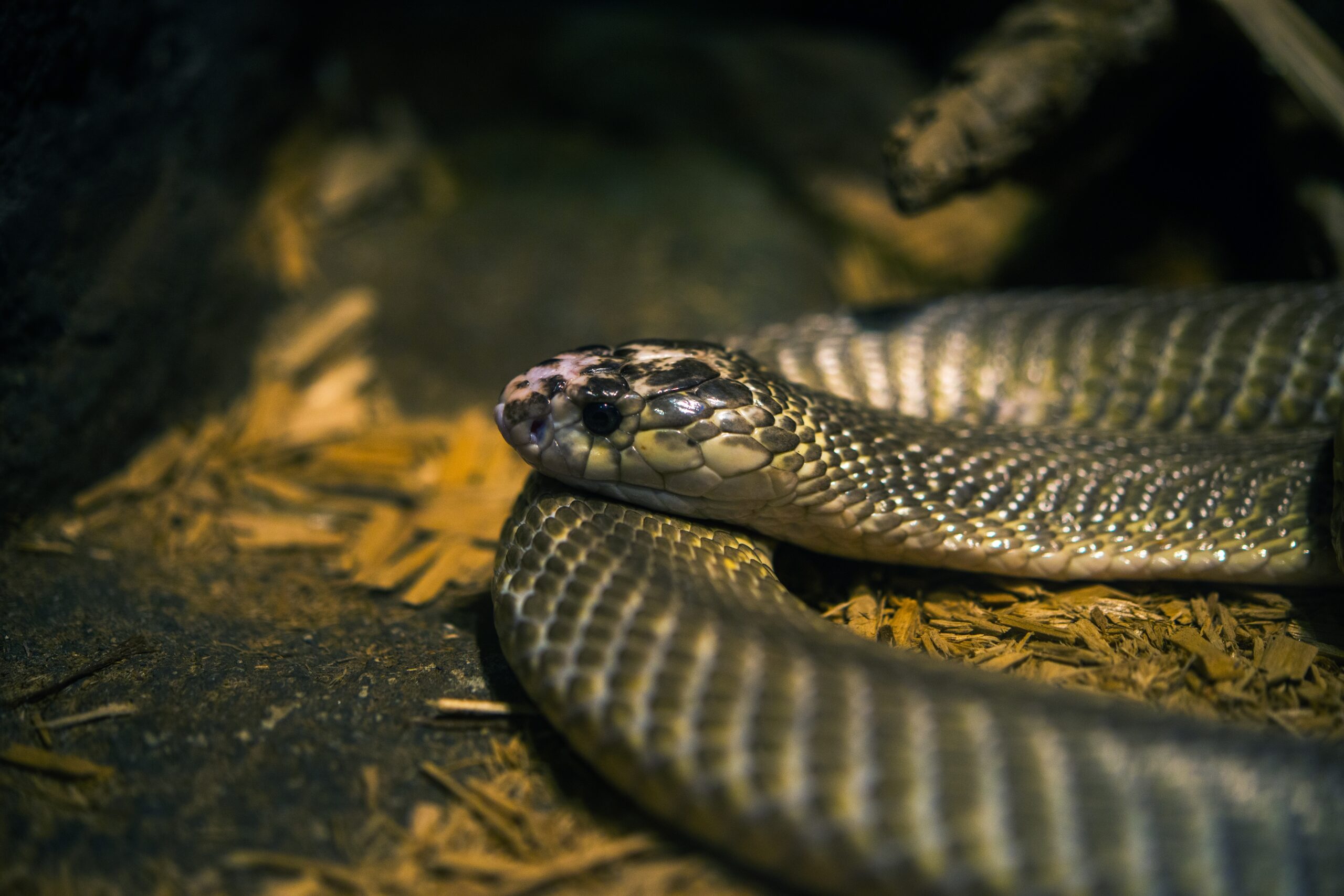 Man Finds 40 Baby Snakes in Air Conditioner