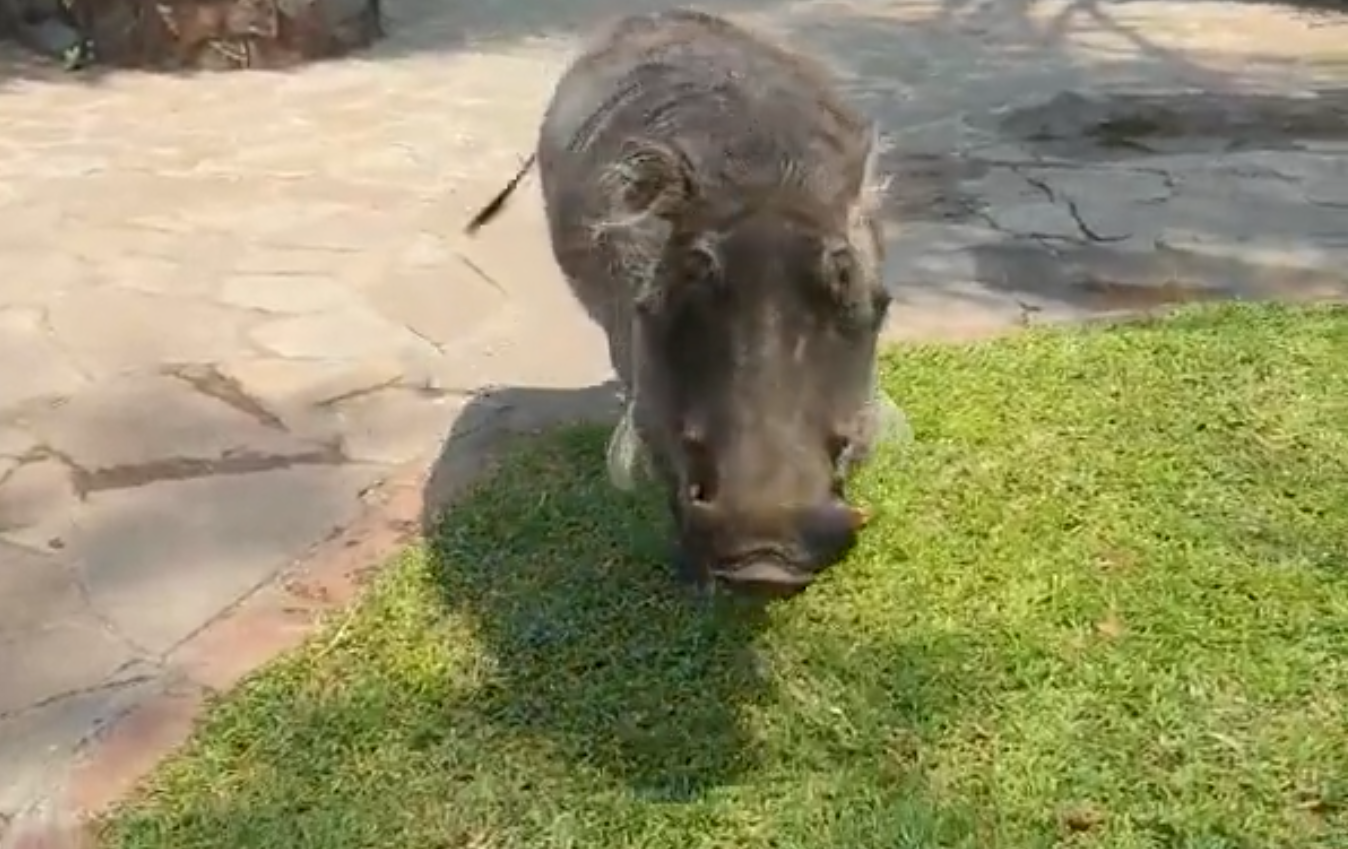 WATCH: This Guy Really Tried to Pet a Warthog and Was Attacked
